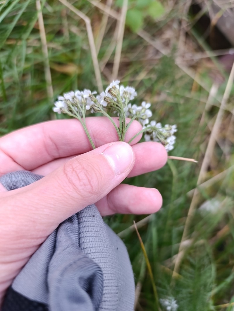 Achillea apiculata photo 5