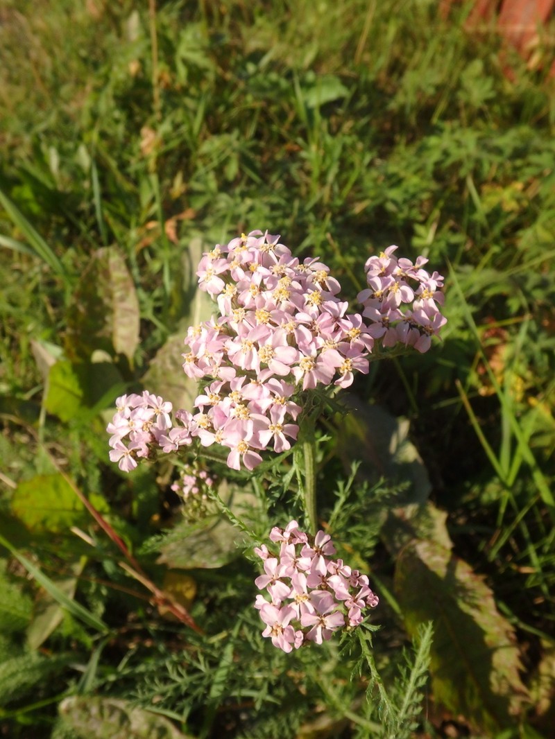 Achillea apiculata photo 6