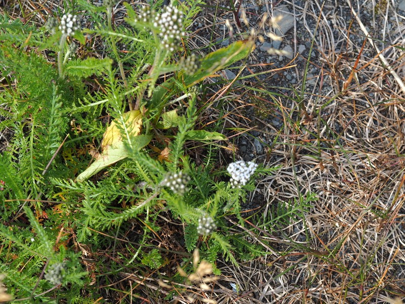 Achillea apiculata photo 7