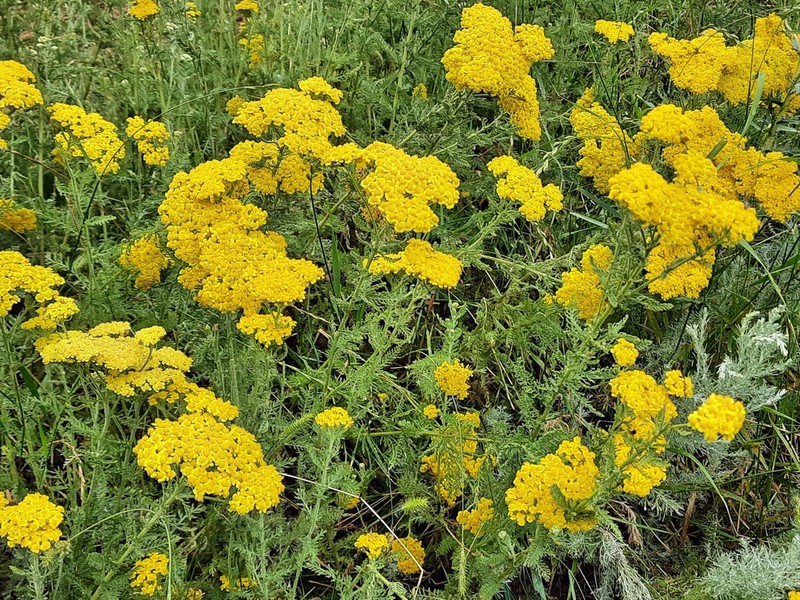 Achillea arabica photo 2