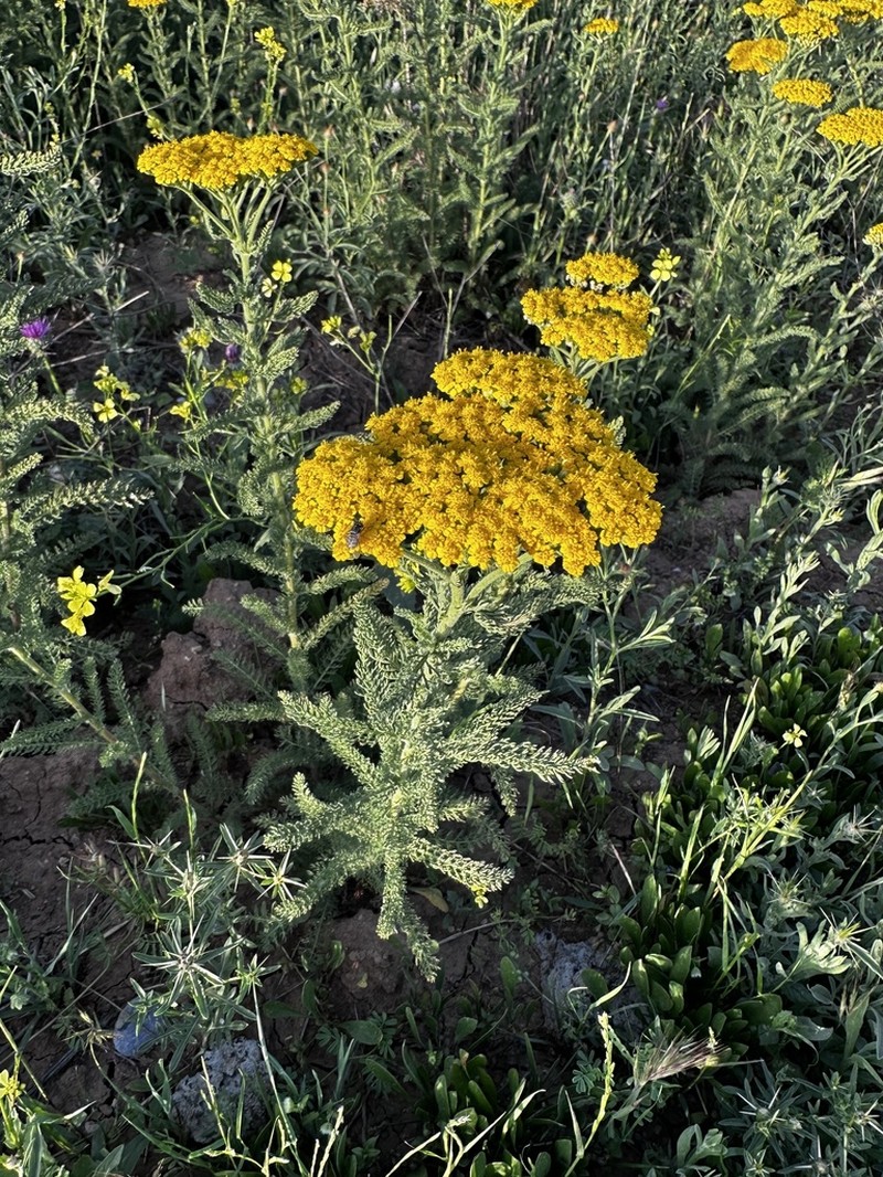 Achillea arabica photo 3
