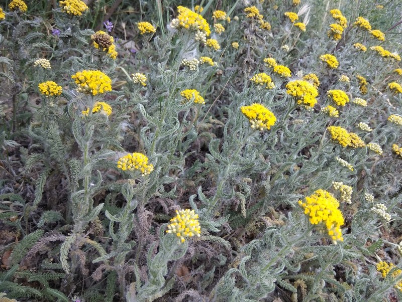 Achillea arabica photo 4