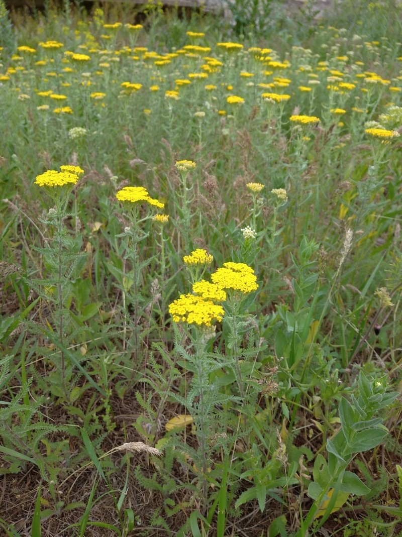 Achillea arabica photo 5
