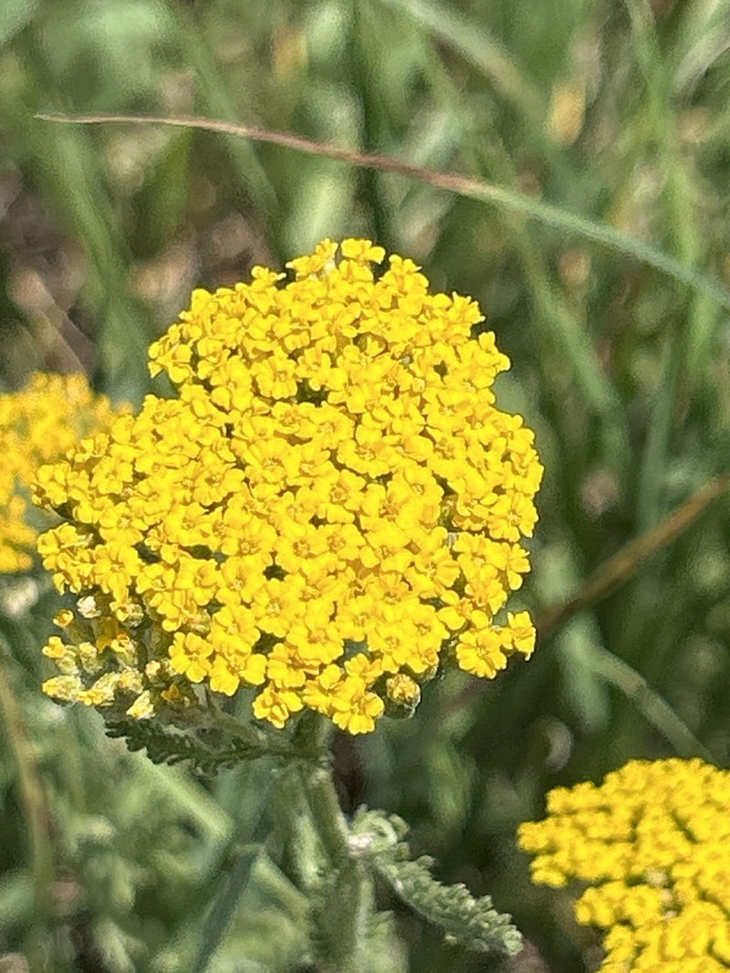 Achillea arabica photo 6