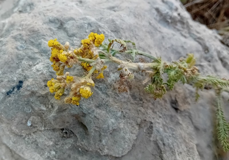 Achillea arabica photo 7