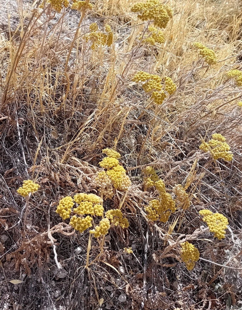 Achillea arabica photo 8