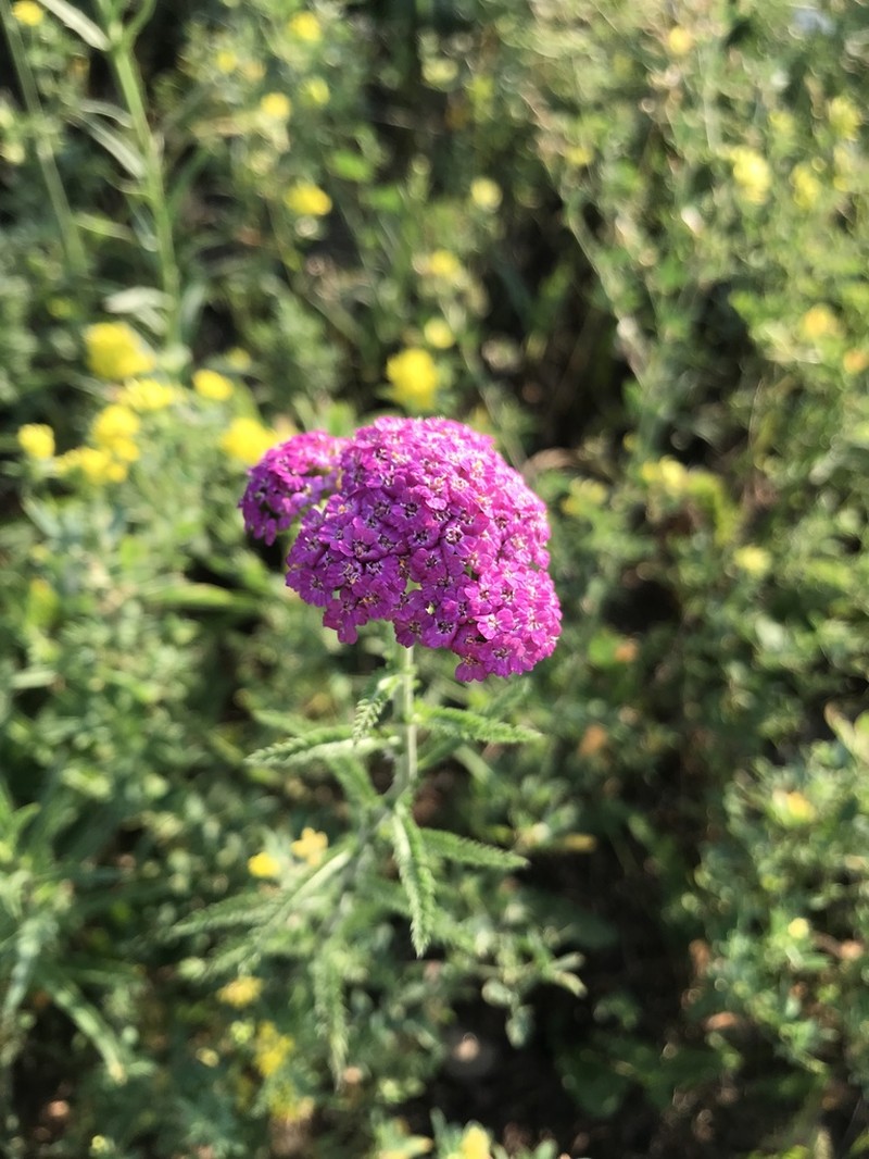 Achillea asiatica