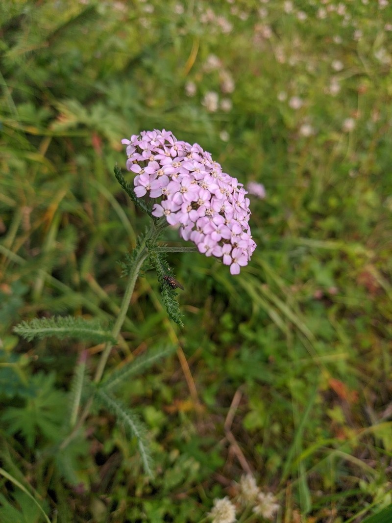 Achillea asiatica photo 2