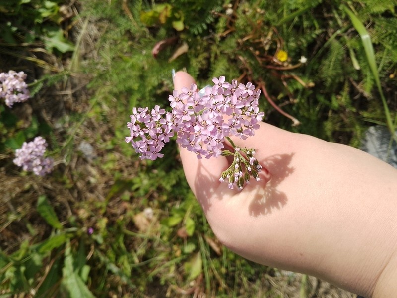 Achillea asiatica photo 3