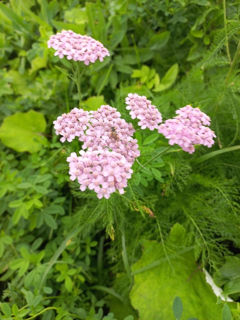 Achillea asiatica photo 4