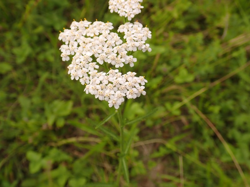 Achillea asiatica photo 5