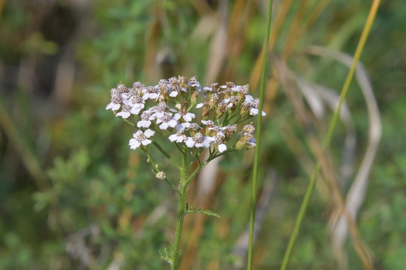 Achillea asiatica photo 6