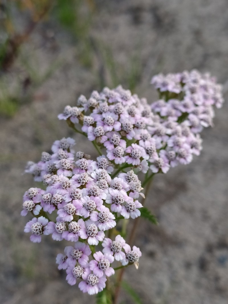 Achillea asiatica photo 7