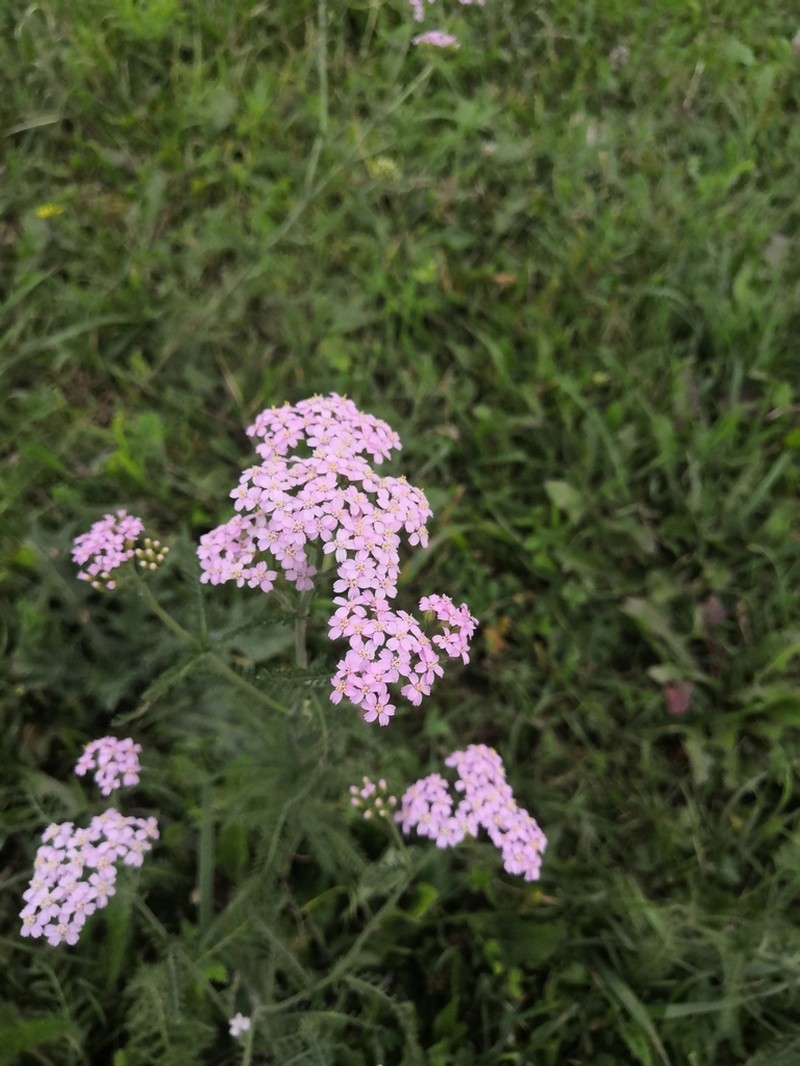 Achillea asiatica photo 8