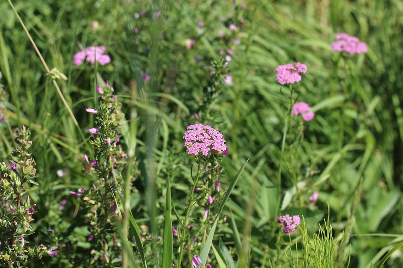 Achillea aspleniifolia photo 2
