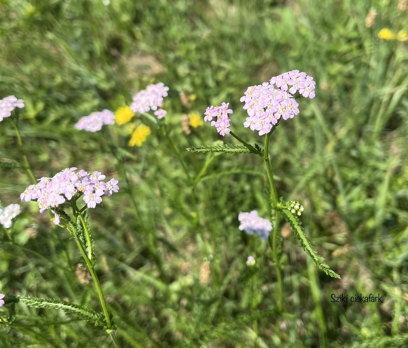 Achillea aspleniifolia photo 3