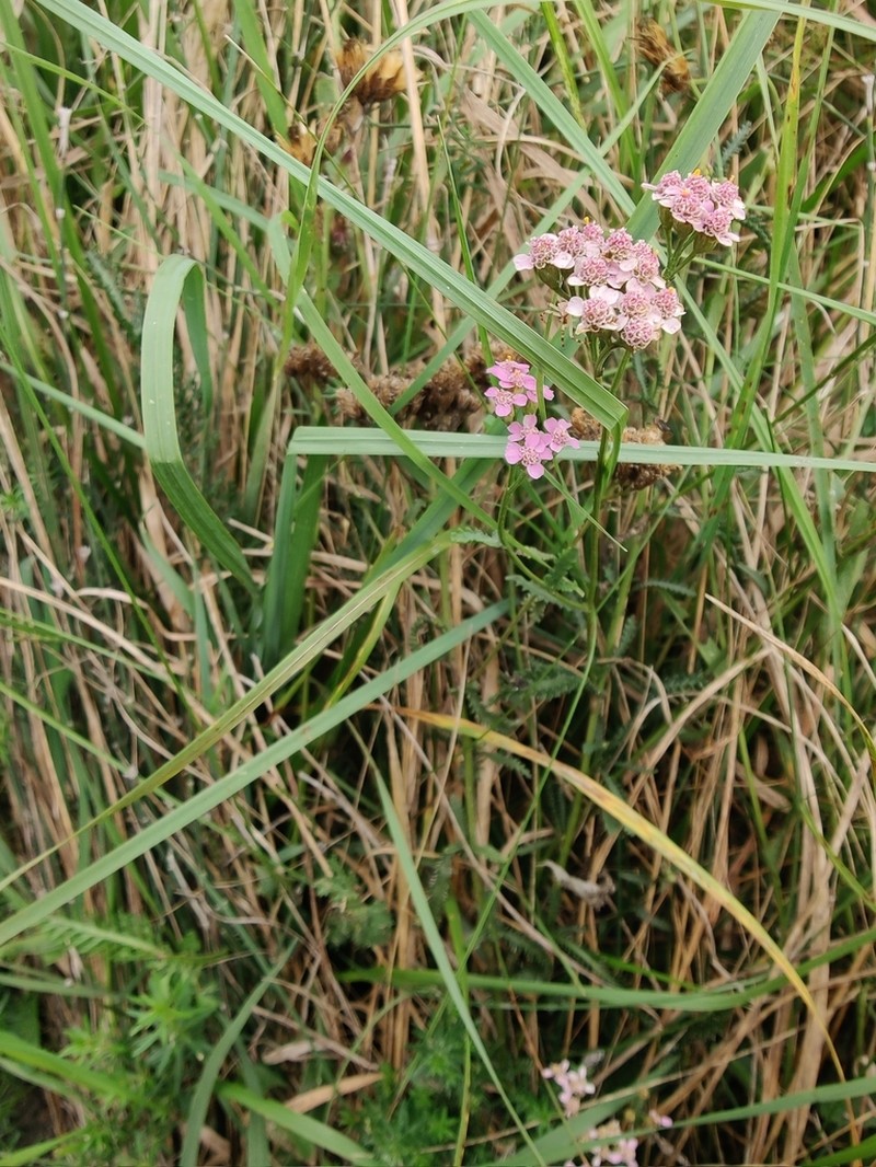 Achillea aspleniifolia photo 4