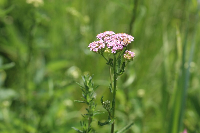 Achillea aspleniifolia photo 5