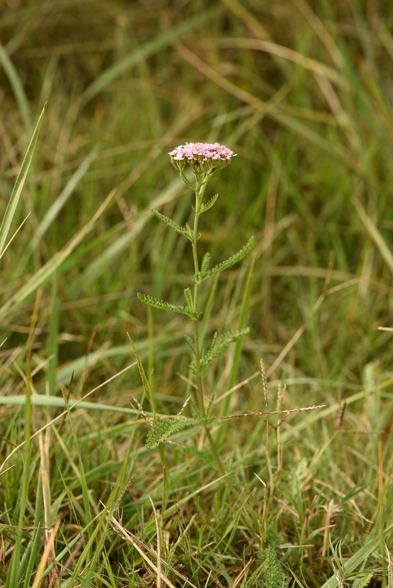 Achillea aspleniifolia photo 6
