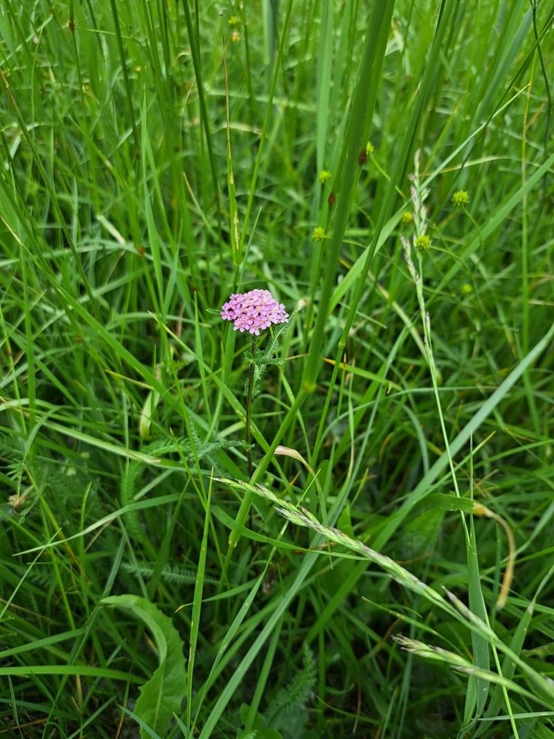Achillea aspleniifolia photo 7