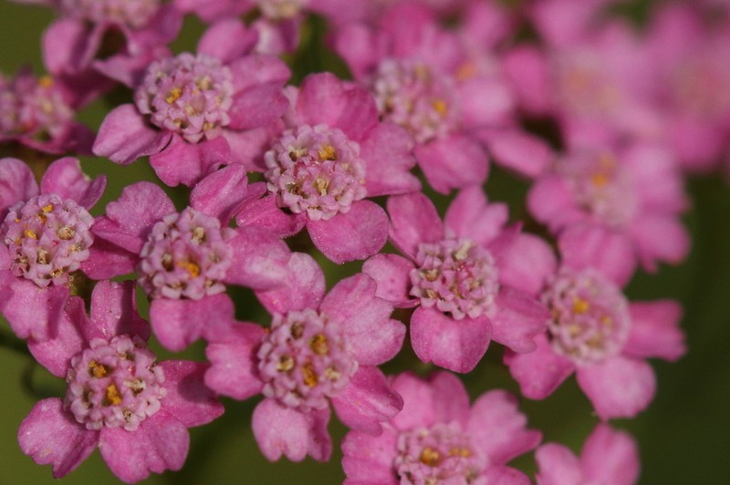 Achillea aspleniifolia photo 8