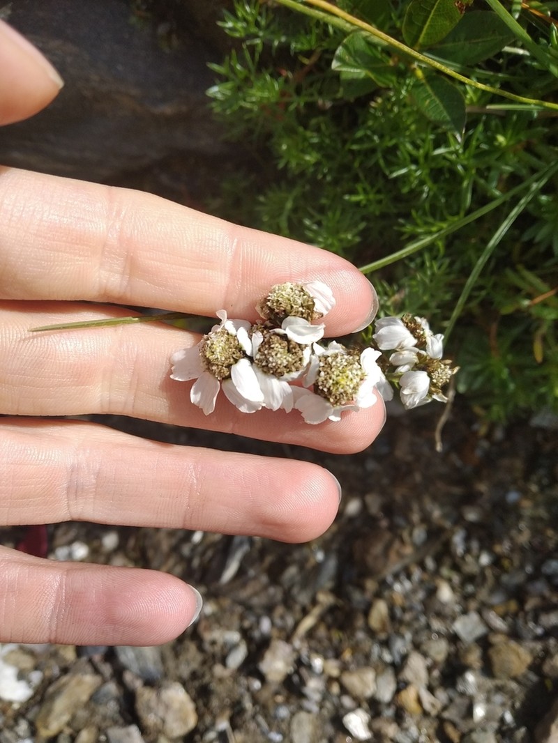 Achillea atrata photo 2