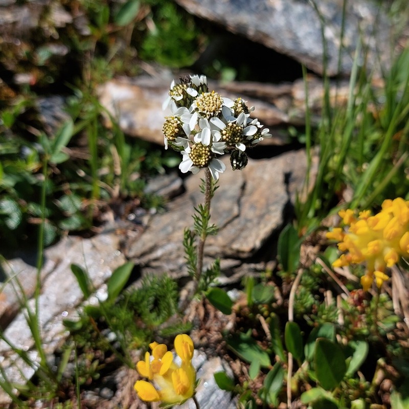 Achillea atrata photo 3