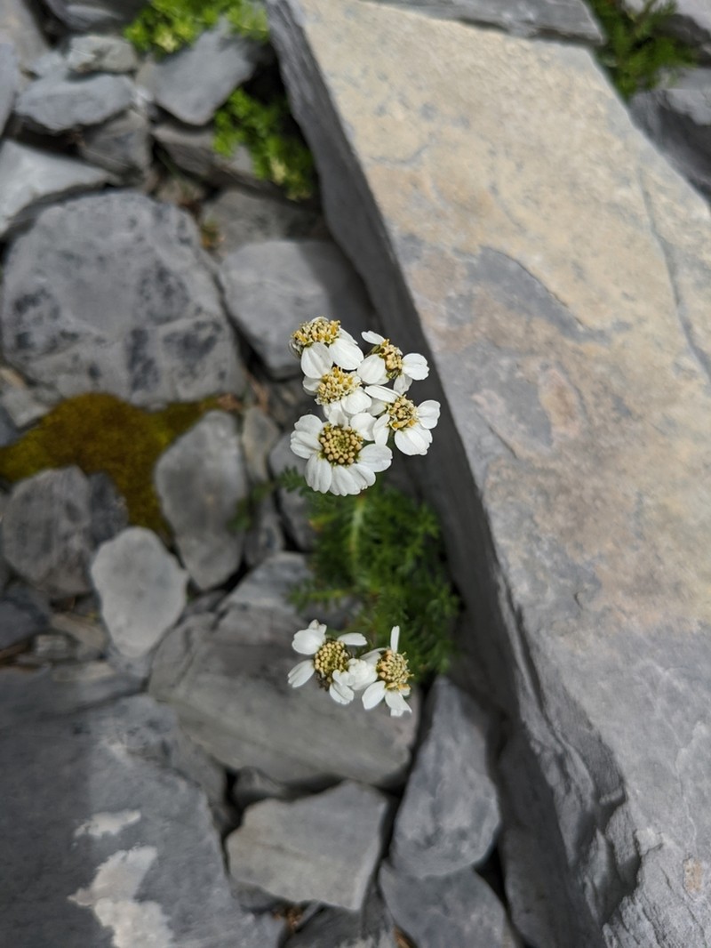 Achillea atrata photo 4