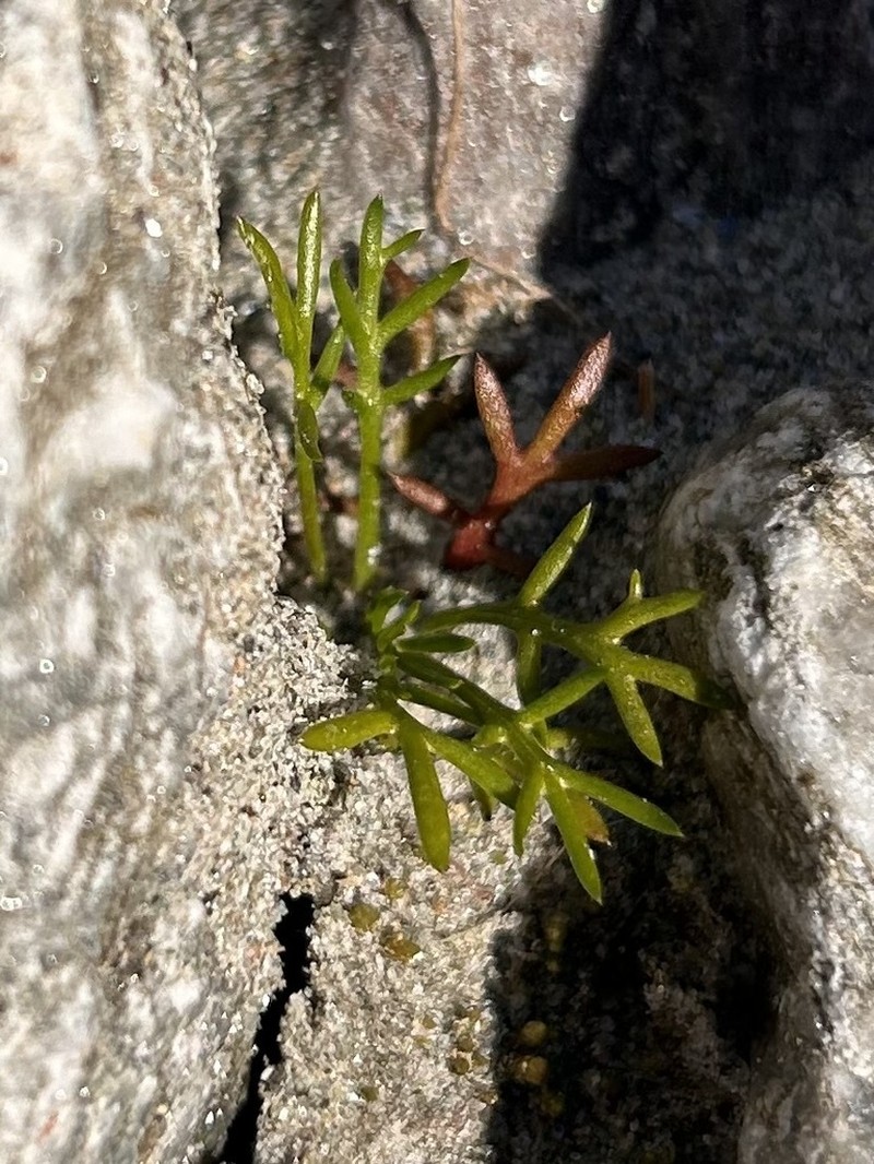Achillea atrata photo 5