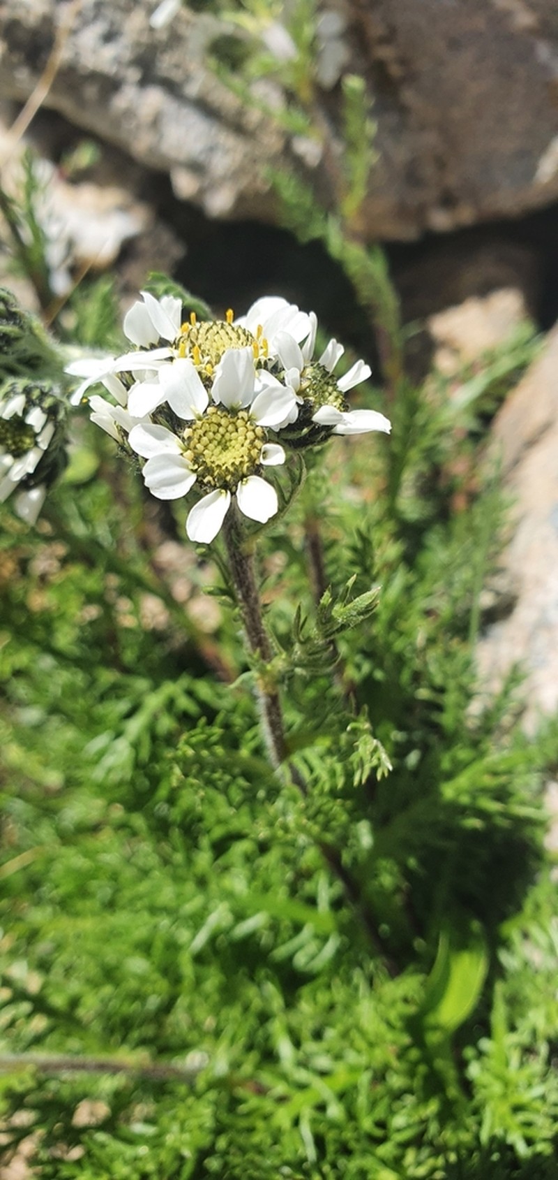 Achillea atrata photo 6