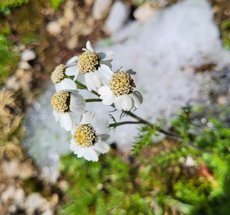 Achillea atrata photo 7