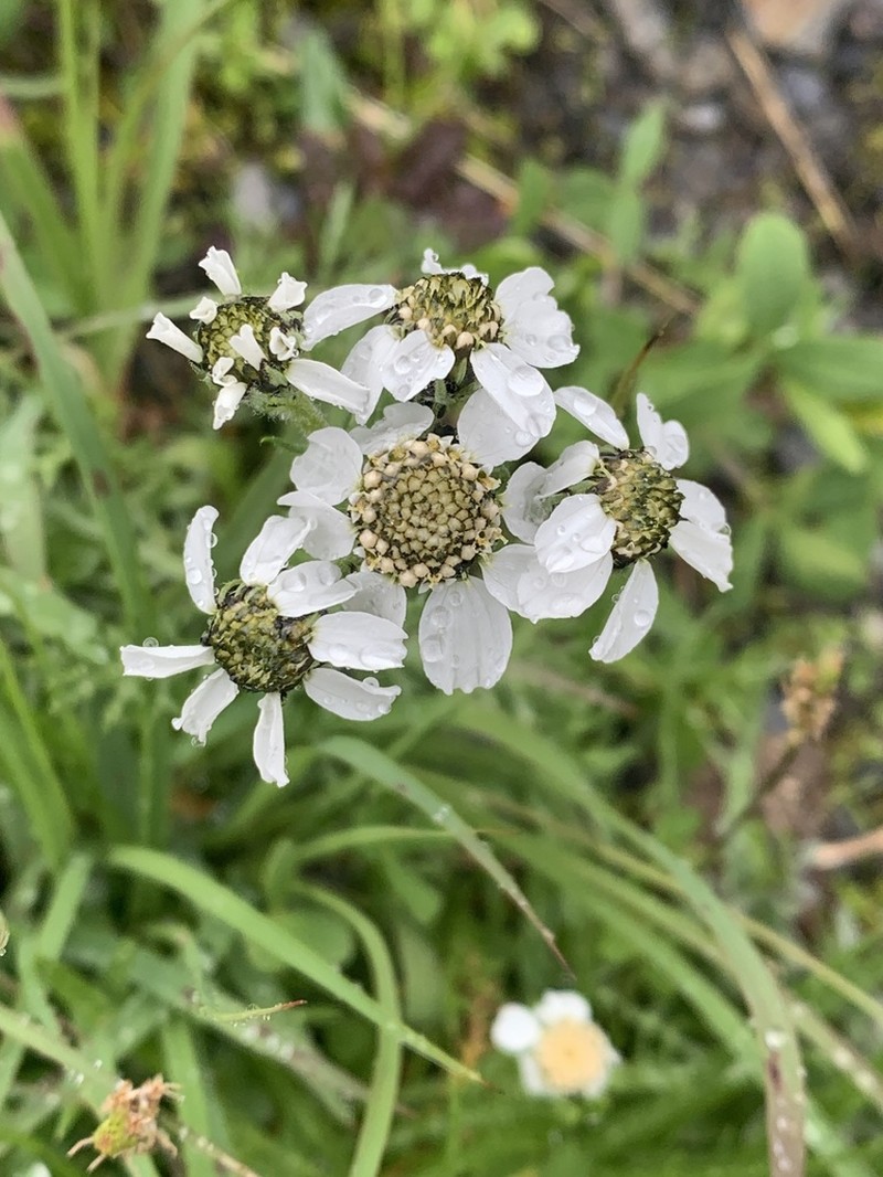 Achillea atrata photo 8