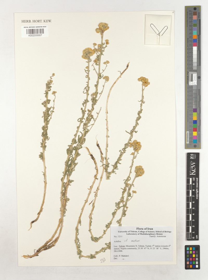 Achillea aucheri