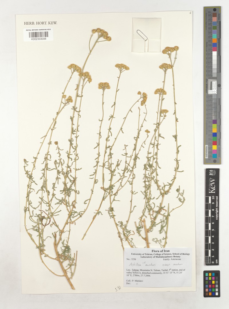 Achillea aucheri photo 2