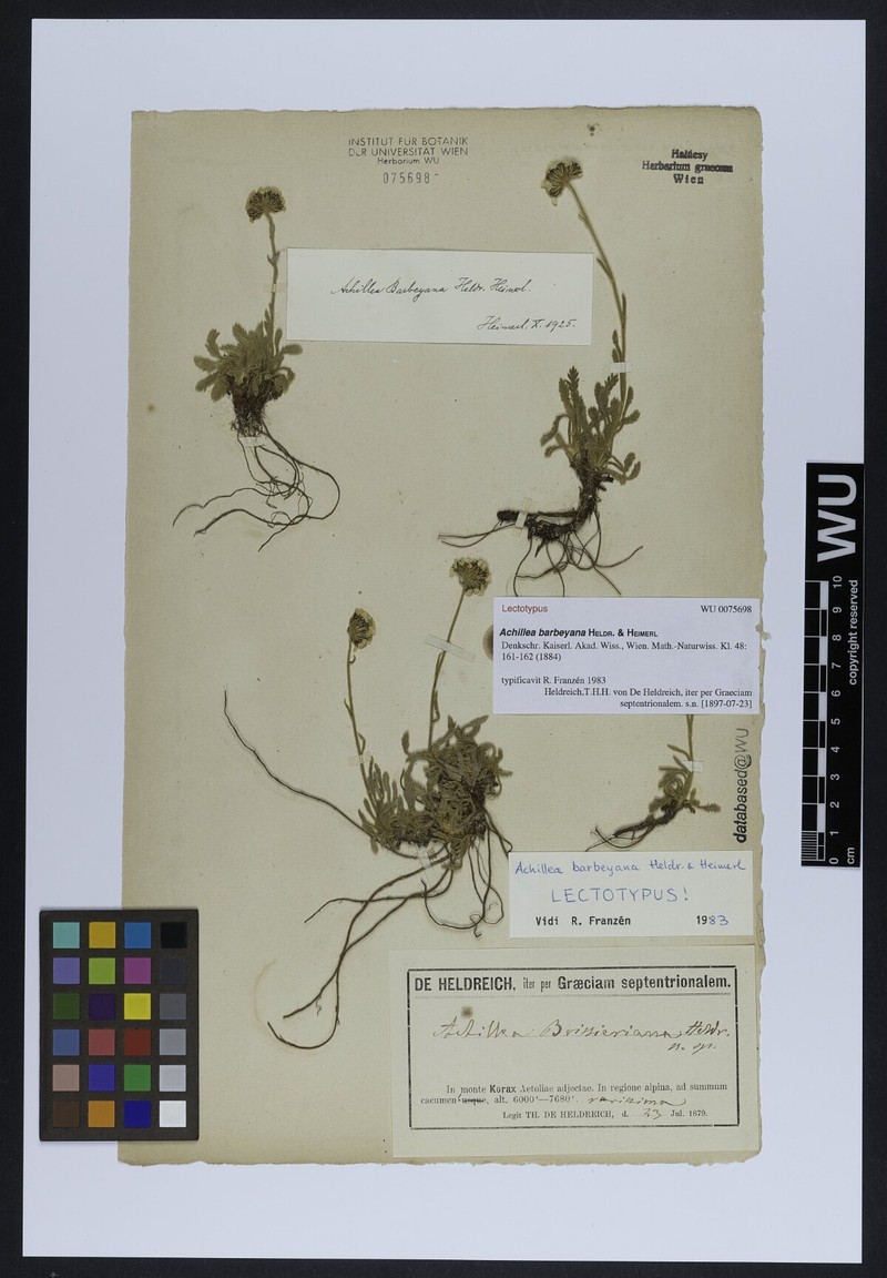Achillea barbeyana