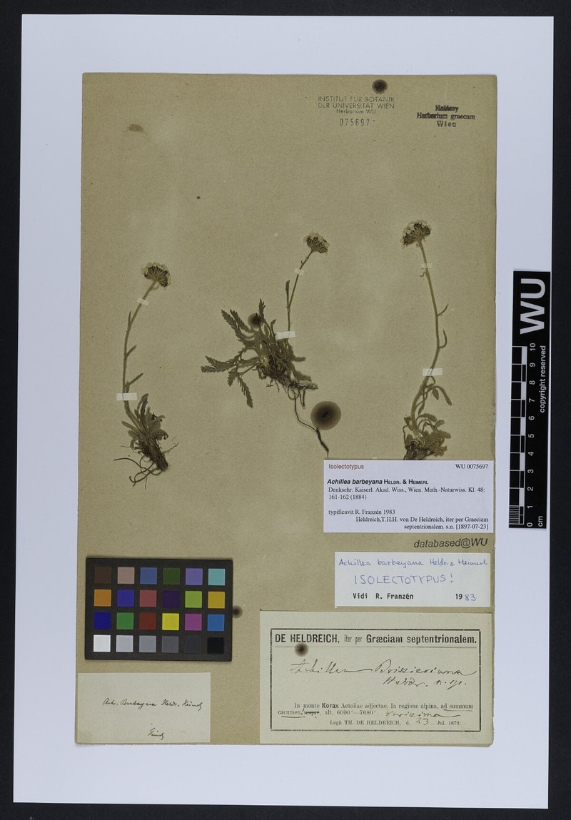 Achillea barbeyana photo 2