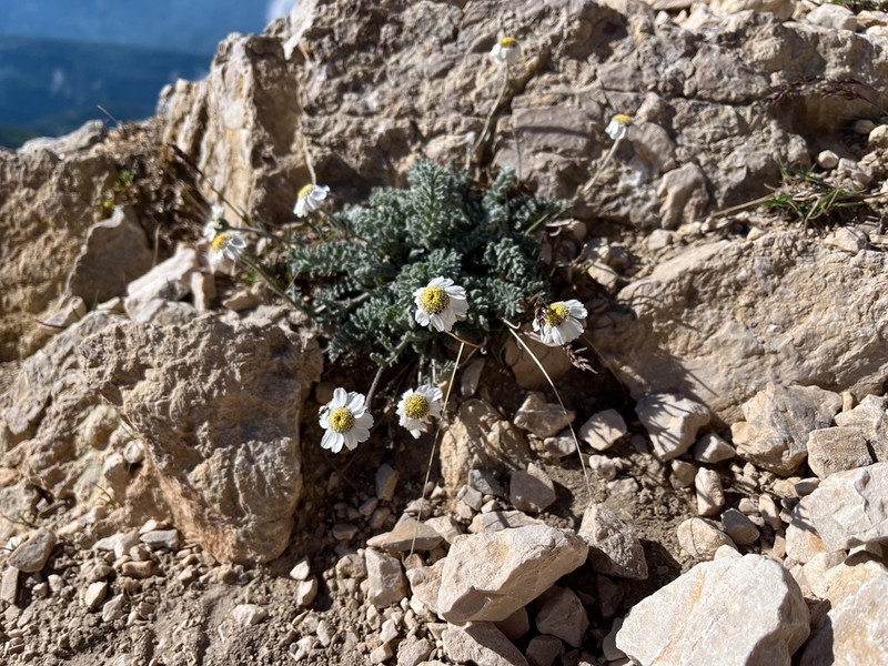 Achillea barrelieri photo 2