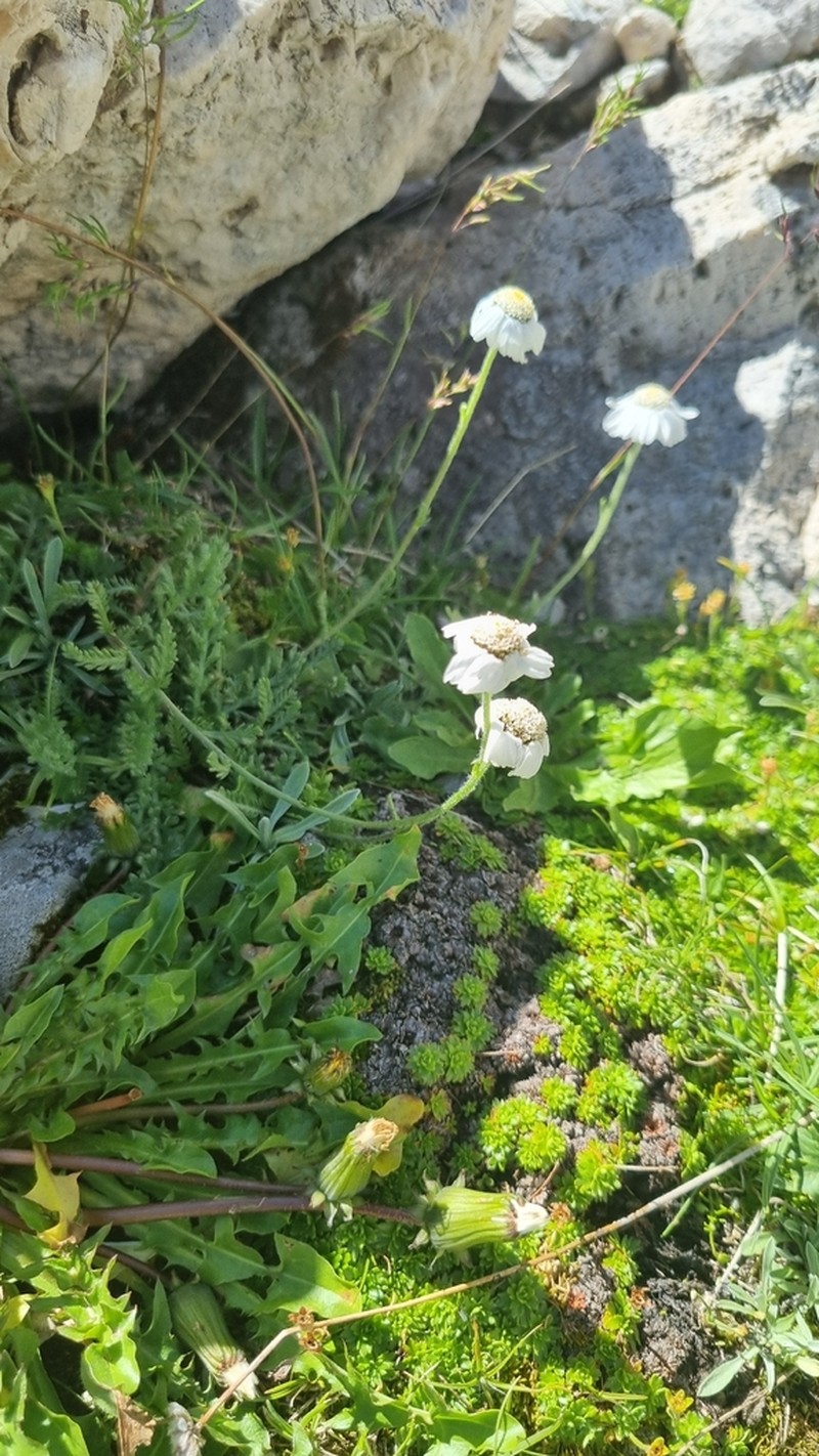 Achillea barrelieri photo 3