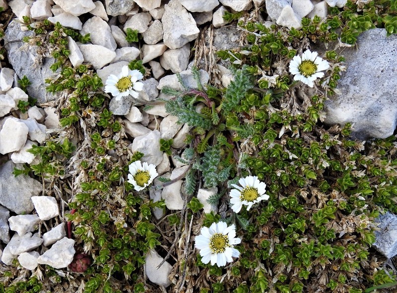Achillea barrelieri photo 4