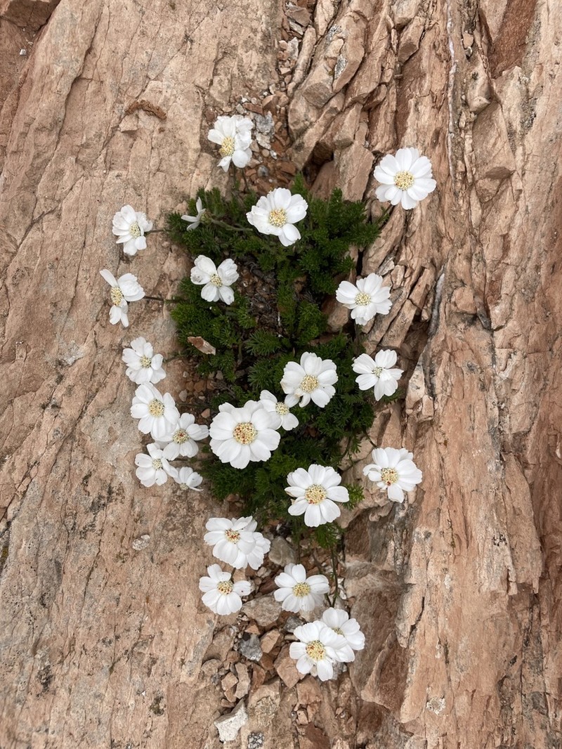 Achillea barrelieri photo 5