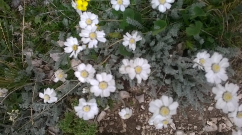 Achillea barrelieri photo 6