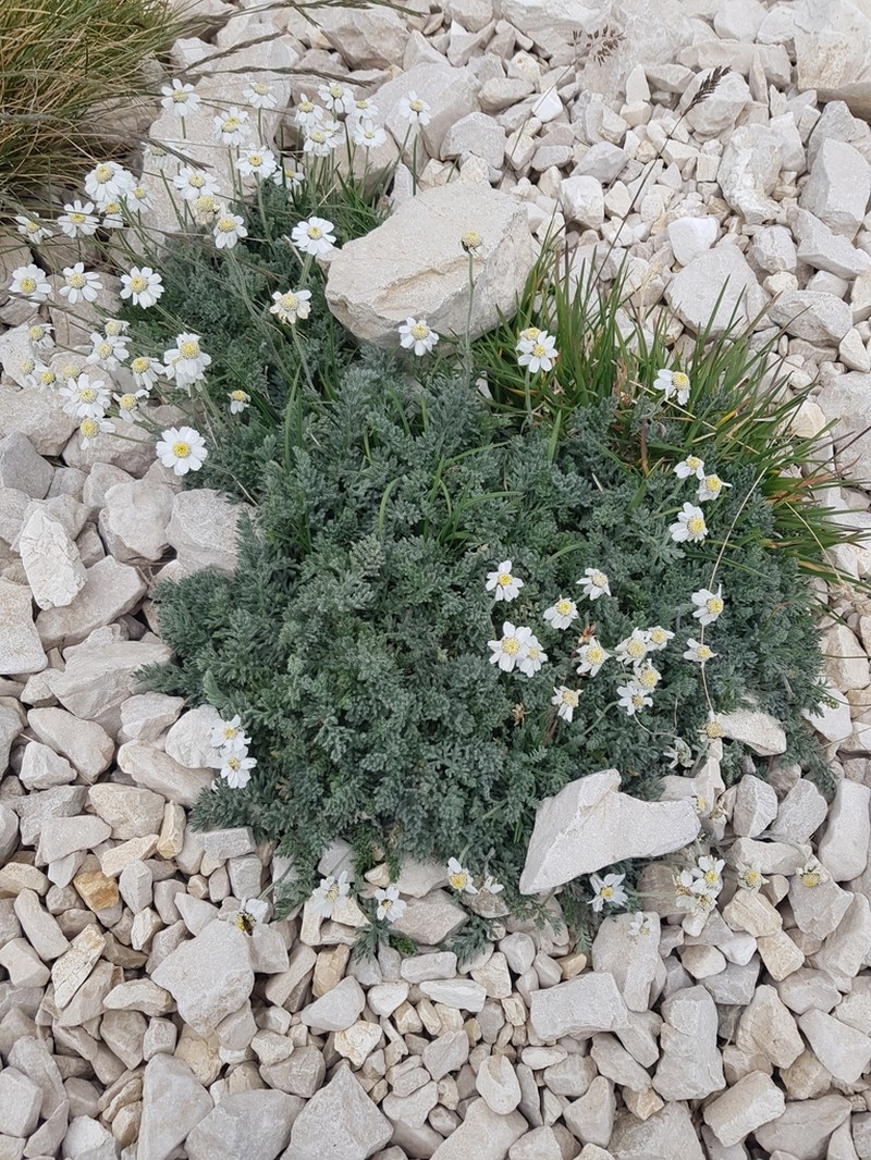Achillea barrelieri photo 7