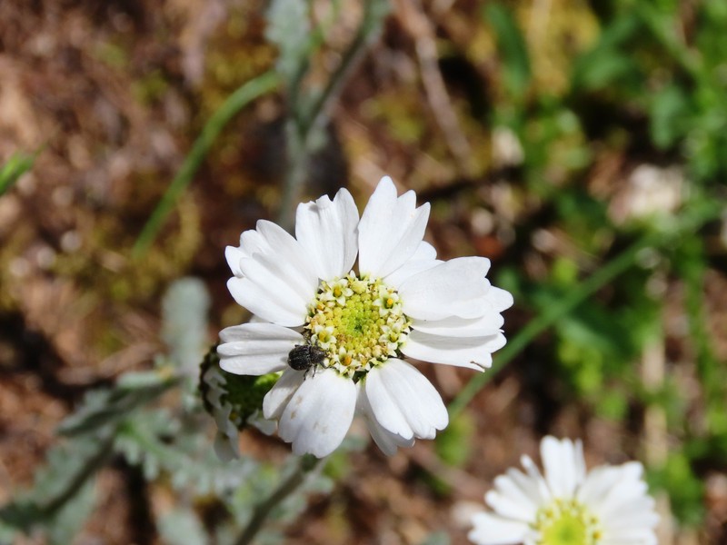 Achillea barrelieri subsp. barrelieri