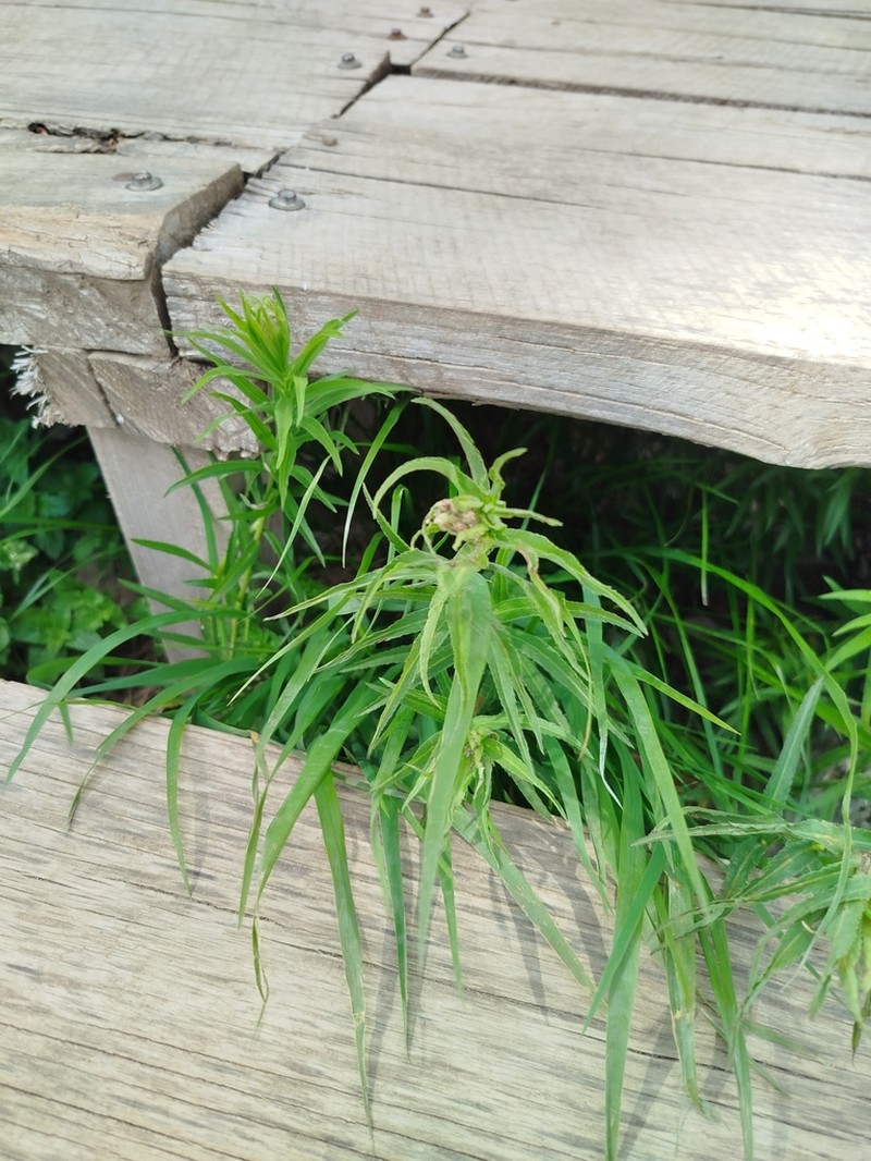 Achillea biserrata photo 3