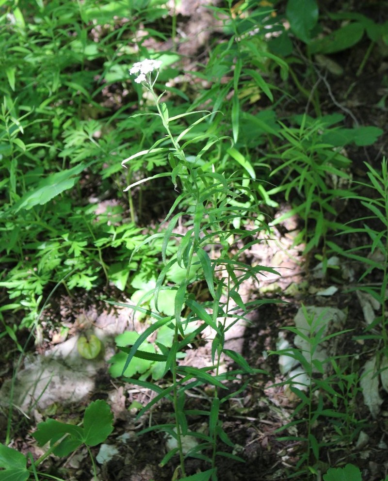 Achillea biserrata photo 4