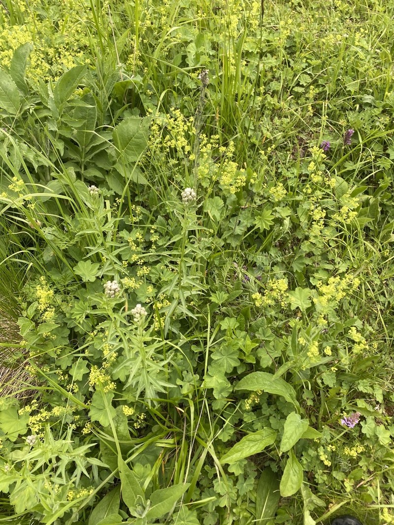 Achillea biserrata photo 5