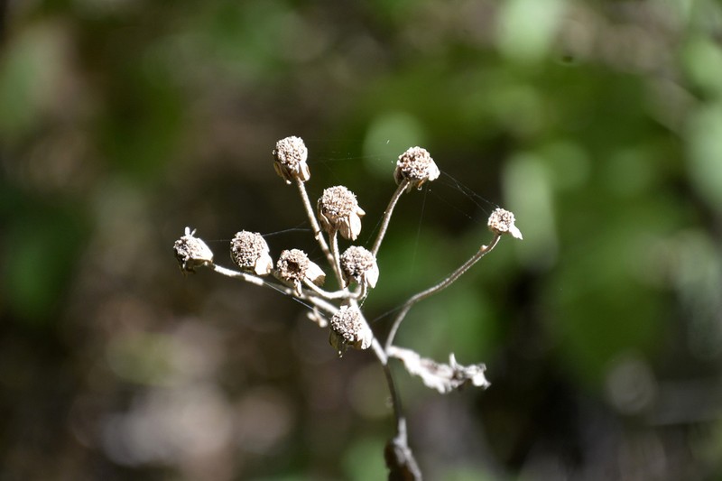 Achillea biserrata photo 6