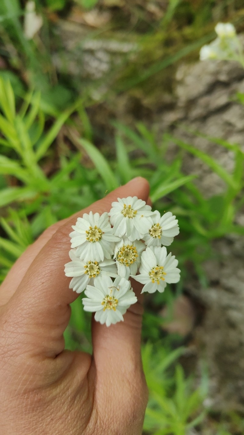 Achillea biserrata photo 7