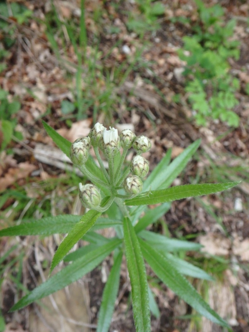 Achillea biserrata photo 8