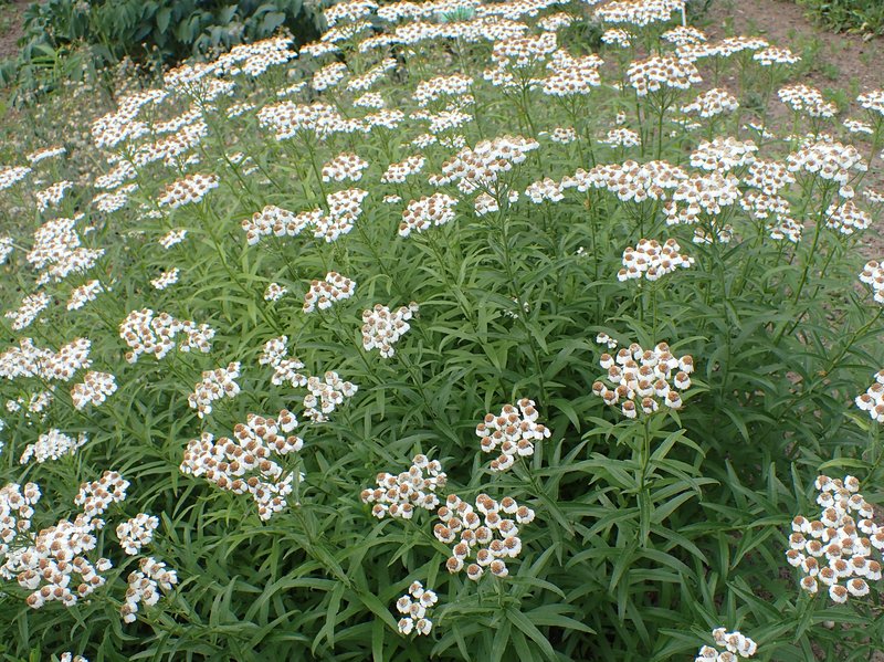 Achillea biserrata